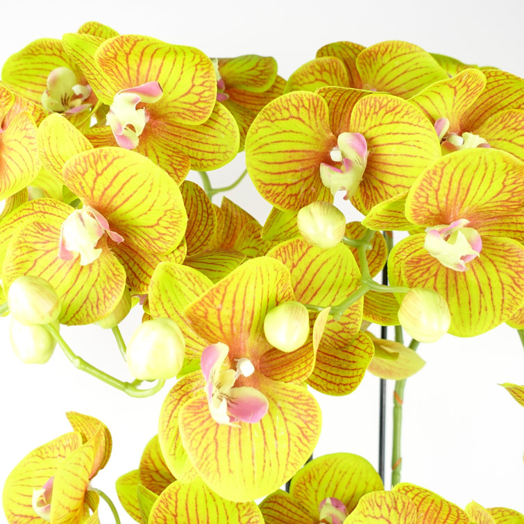 Leaf Real Touch Artificial Orchids 80 Orchid Plant Wayfair.co.uk